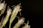 Narrowleaf bushy eupatorium